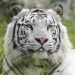 Meet your Posher, Siba